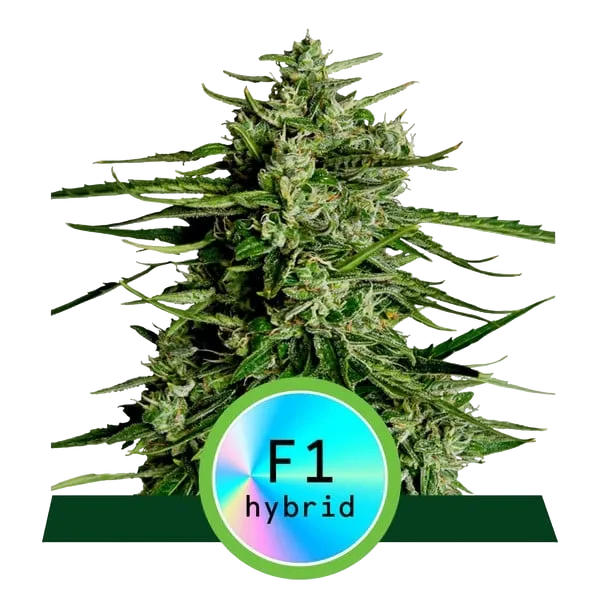 Titan F1 Auto | AUTOFEM | Royal Queen Seeds