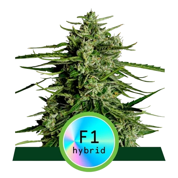 Titan F1 Auto | AUTOFEM | Royal Queen Seeds