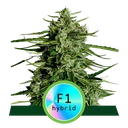 Titan F1 Auto | AUTOFEM | Royal Queen Seeds