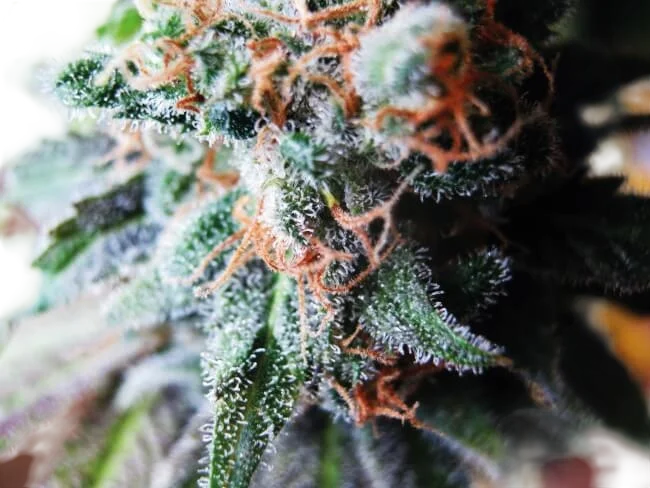 Blueberry | PHOTOFEM | Tiger One Bulk