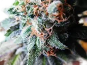 Blueberry | PHOTOFEM | Tiger One Bulk