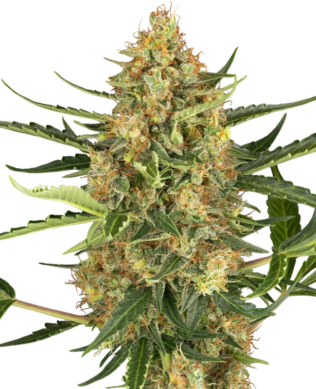 Blueberry Bubblegum Auto | AUTOFEM | Sensi Seeds Research