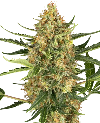 Blueberry Bubblegum Auto
