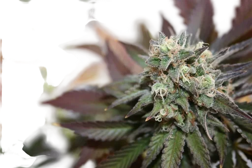 Blueberry Cookies Auto