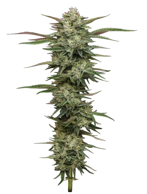 Blueberry Cupcake | PHOTOFEM | Humboldt Seed Co.
