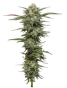 Blueberry Cupcake | PHOTOFEM | Humboldt Seed Co.