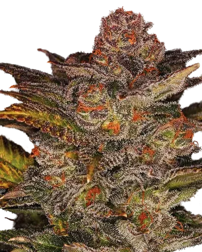 Blueberry Glue Auto
