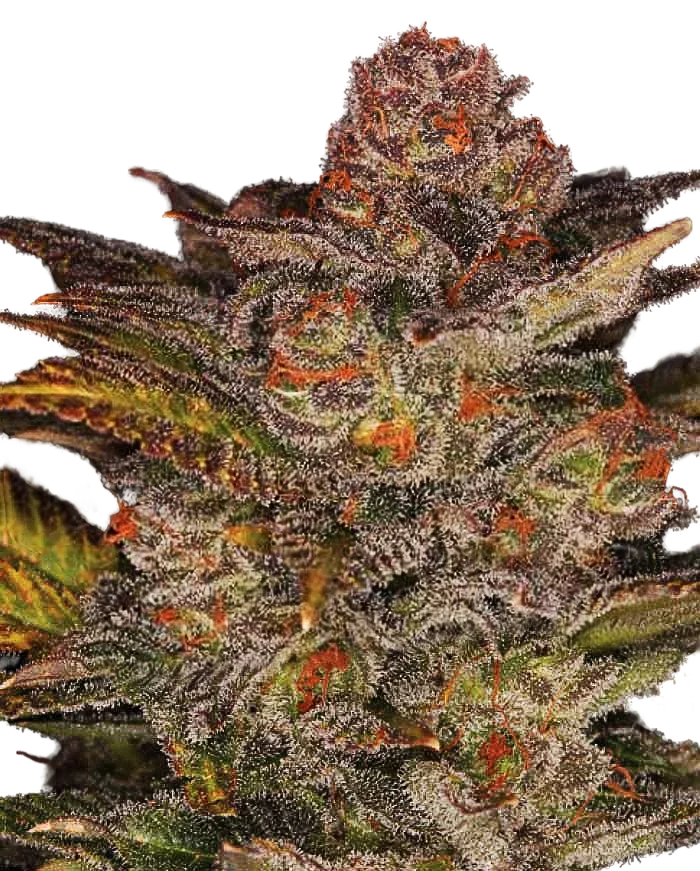 Blueberry Glue Auto | AUTOFEM | Expert Seeds