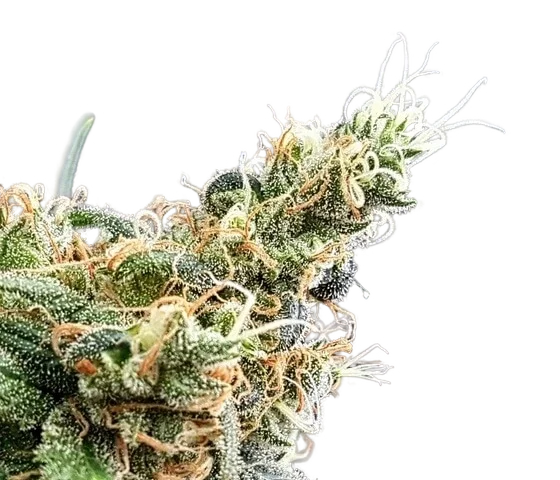 Blueberry Glue | PHOTOFEM | Expert Seeds