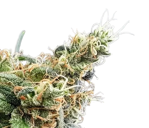 Blueberry Glue