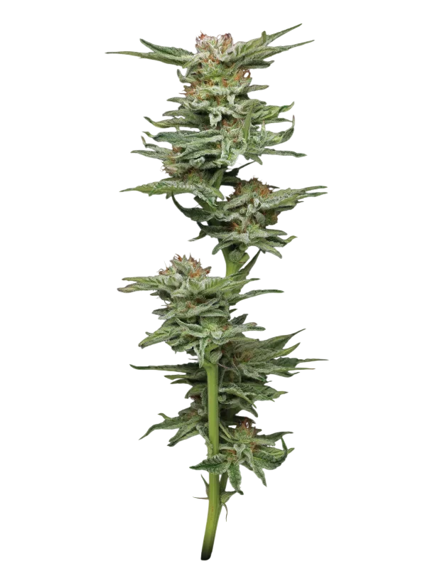 Blueberry Muffin | PHOTOFEM | Humboldt Seed Co.