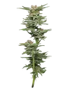 Blueberry Muffin | PHOTOFEM | Humboldt Seed Co.