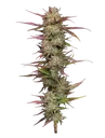 Blueberry Pancakes | PHOTOFEM | Humboldt Seed Co.
