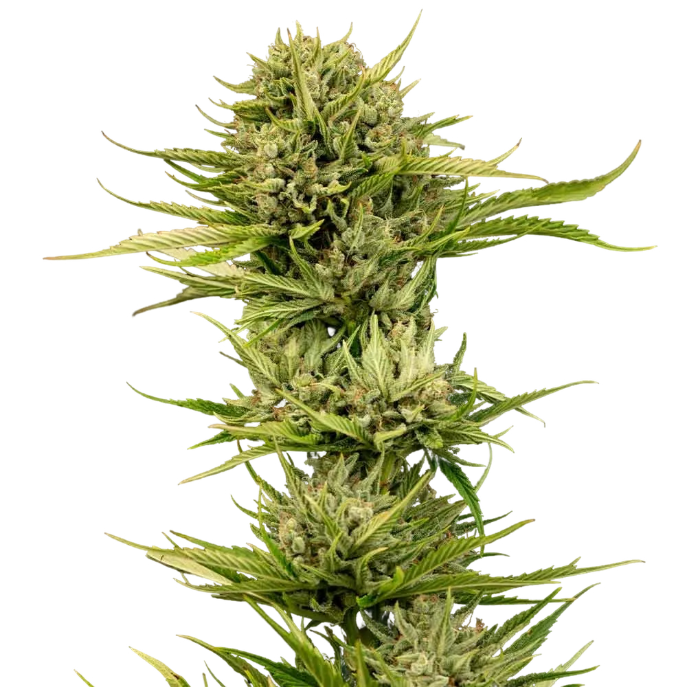 Blueberry Pie F1 Fast | PHOTOFEM | Seedsman