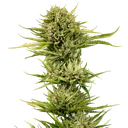 Blueberry Pie F1 Fast | PHOTOFEM | Seedsman