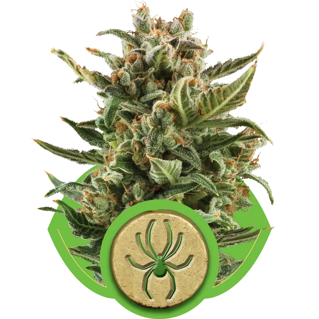 White Widow Auto | AUTOFEM | Royal Queen Seeds
