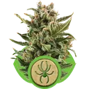 White Widow Auto | AUTOFEM | Royal Queen Seeds