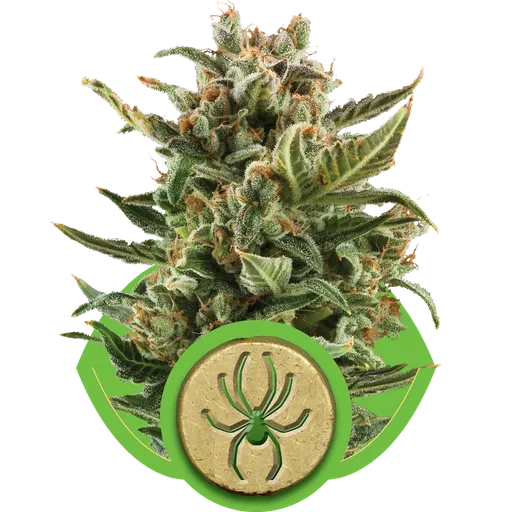 White Widow Auto