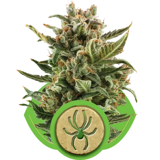 White Widow Auto