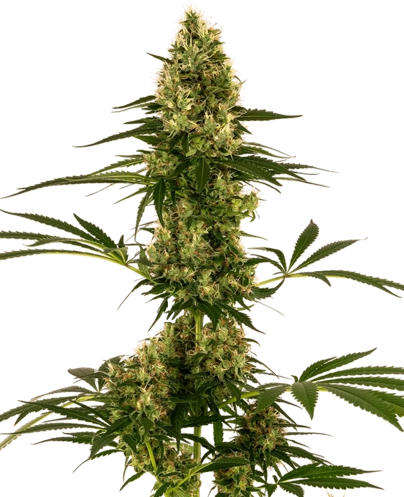 Blue Bullet Auto | AUTOFEM | Sensi Seeds