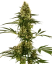 Blue Bullet Auto | AUTOFEM | Sensi Seeds