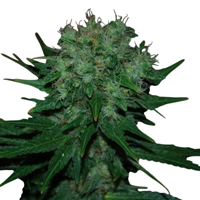 Blue Cheese Auto | AUTOFEM | Expert Seeds