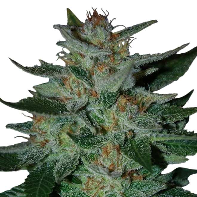 Blue Cheese | PHOTOFEM | Expert Seeds
