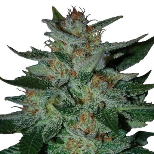 Blue Cheese