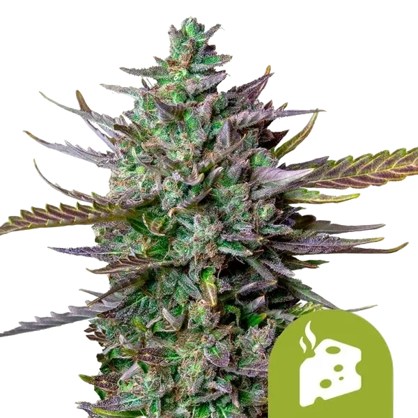 Blue Cheese Auto | AUTOFEM | Royal Queen Seeds