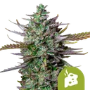 Blue Cheese Auto | AUTOFEM | Royal Queen Seeds
