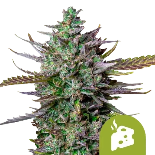 Blue Cheese Auto