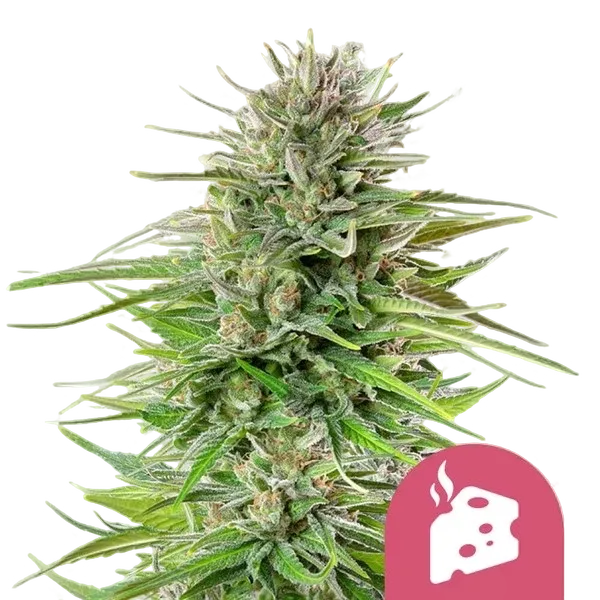 Blue Cheese | PHOTOFEM | Royal Queen Seeds