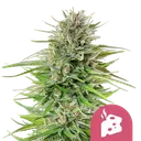 Blue Cheese | PHOTOFEM | Royal Queen Seeds