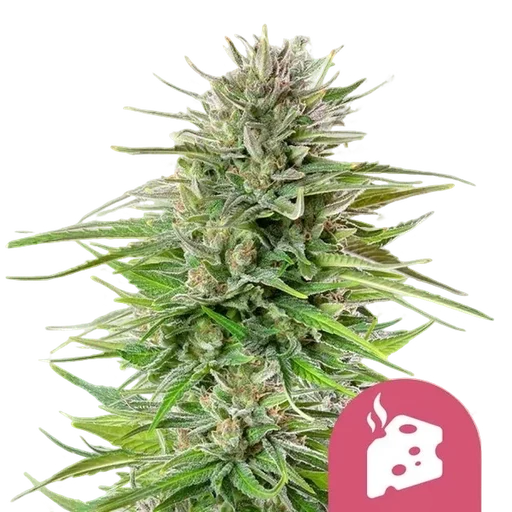 Blue Cheese