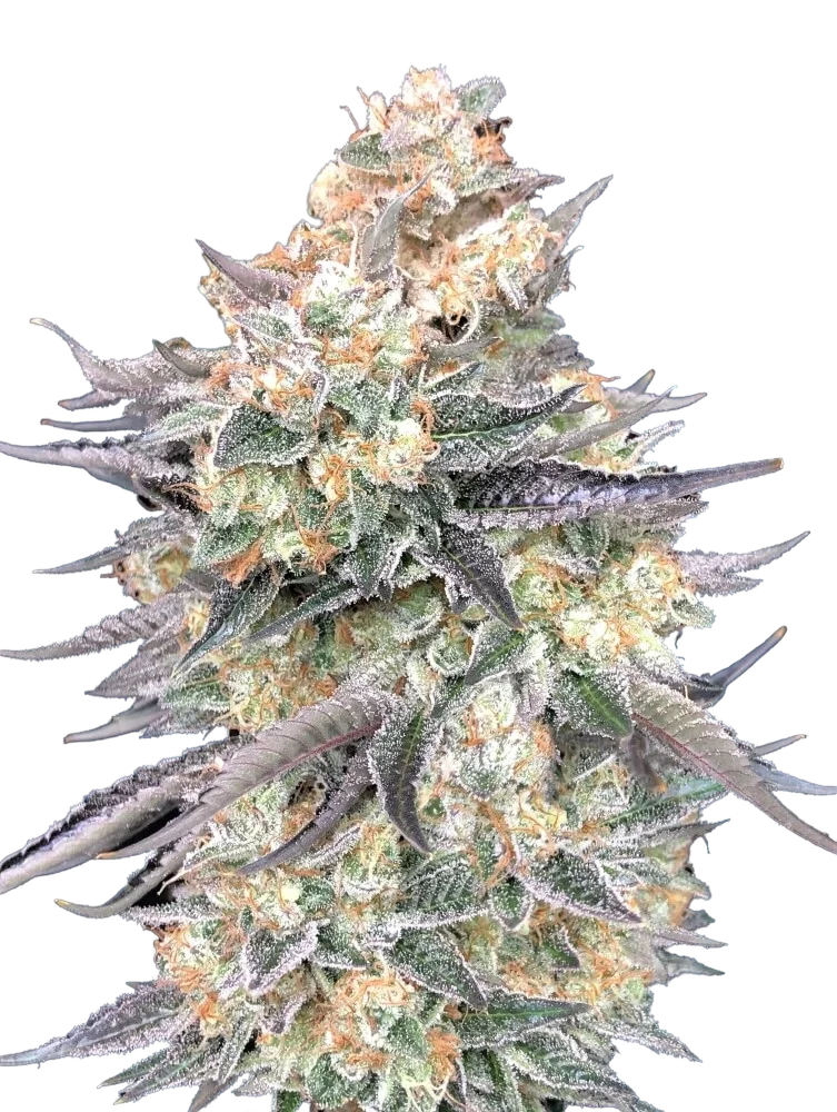 Blue Dream | PHOTOFEM | 00 Seeds