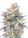Blue Dream | PHOTOFEM | 00 Seeds