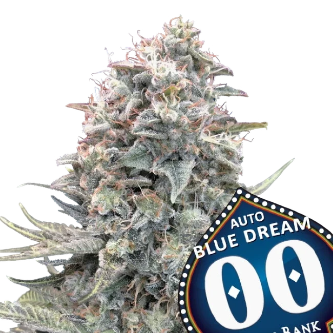 Blue Dream Auto – Produktansicht