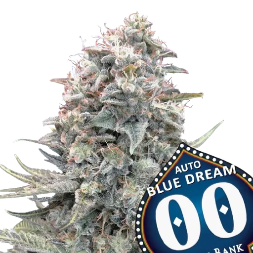 Blue Dream Auto