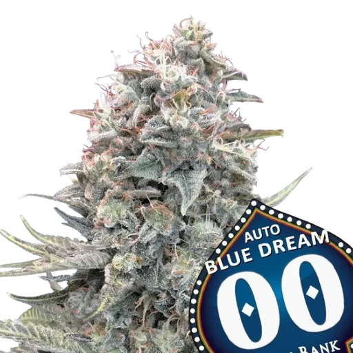 Blue Dream Auto