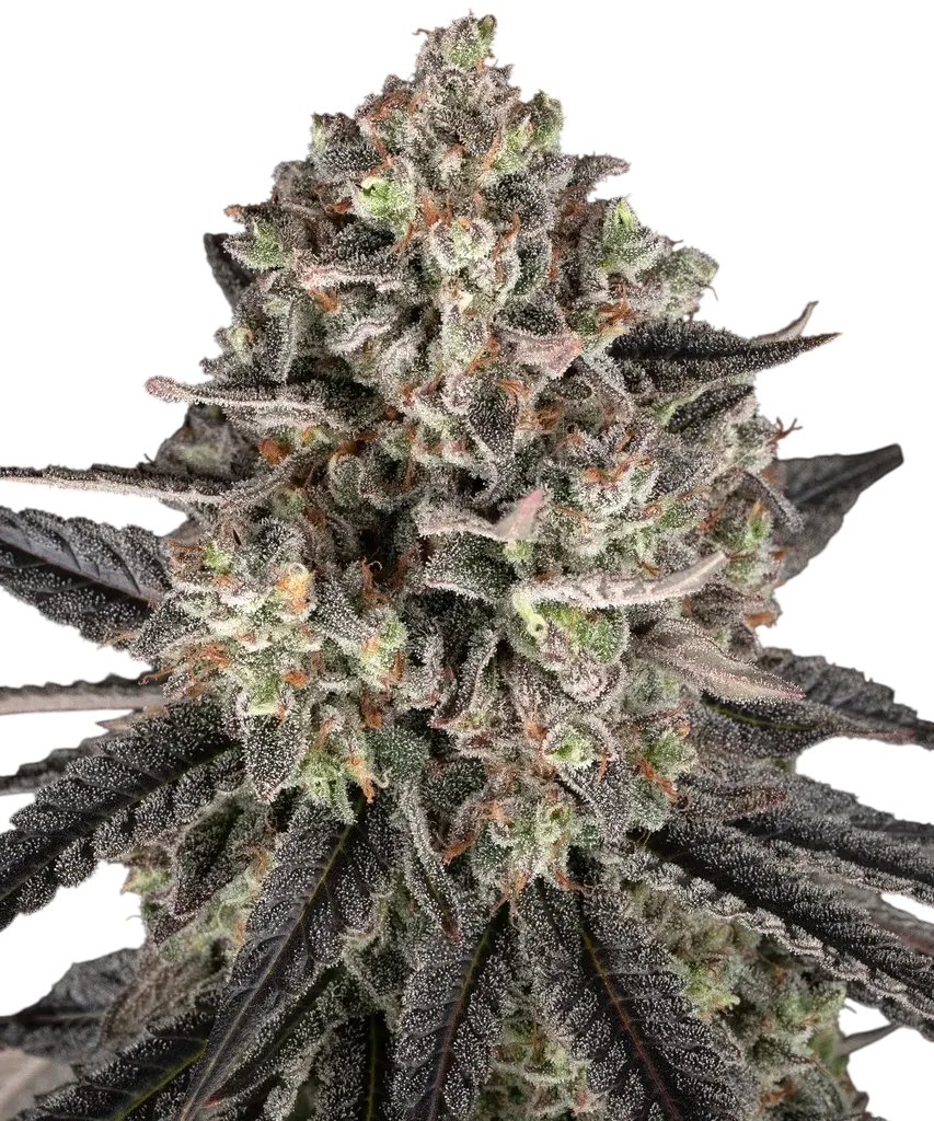 Blue Dream | PHOTOFEM | Barneys Farm