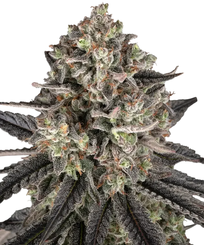 Blue Dream | PHOTOFEM | Barneys Farm