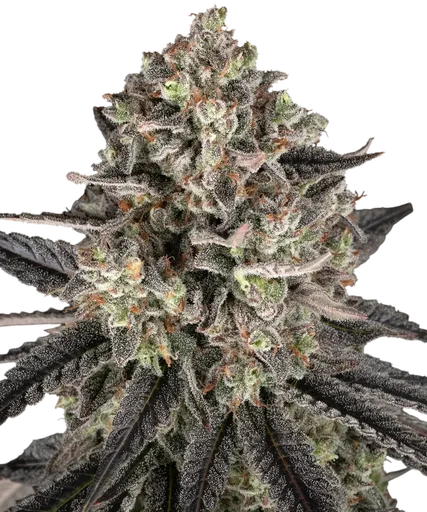 Blue Dream