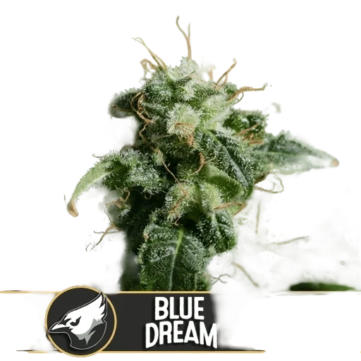 Blue Dream