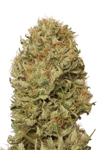 Blue Dream Auto | AUTOFEM | Garden Of Green