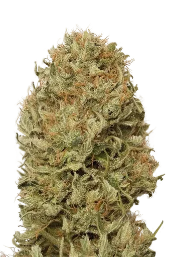 Blue Dream Auto