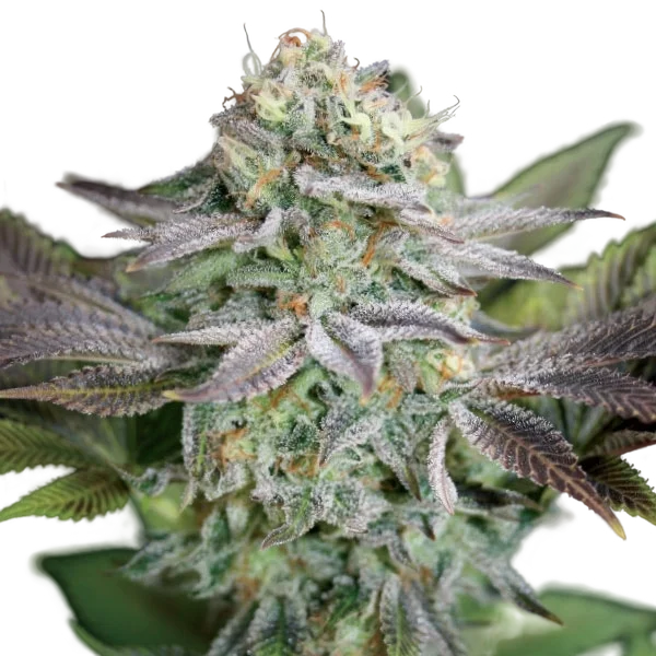 Blue Dream | PHOTOFEM | Garden Of Green