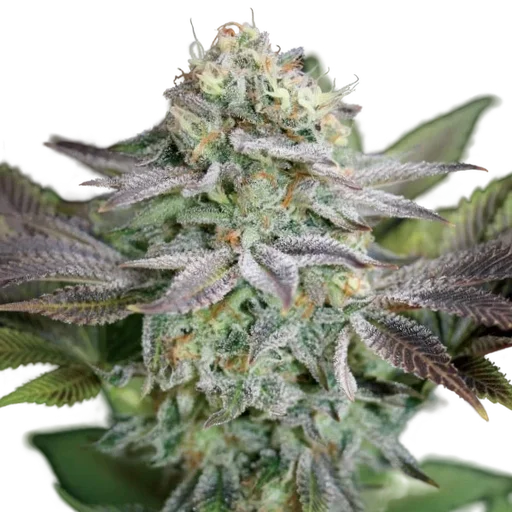 Blue Dream