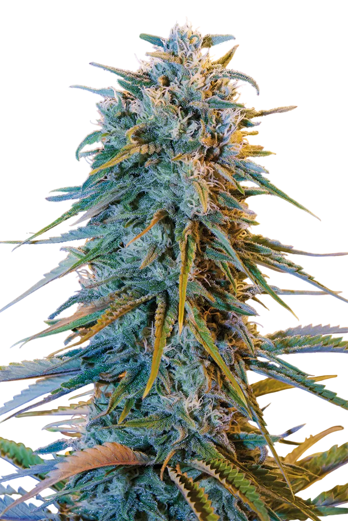Blue Dream | PHOTOFEM | Humboldt Seed Org.