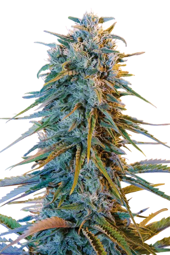 Blue Dream