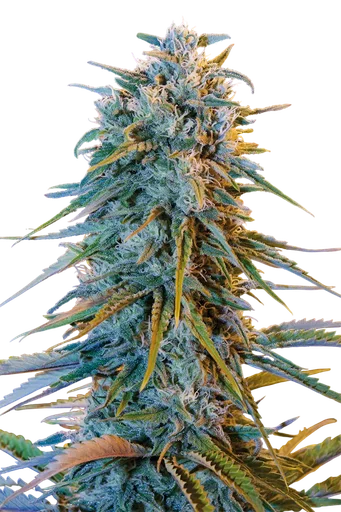 Blue Dream
